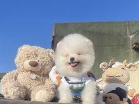 Ayı Surat Pomeranian Boo Yavrular