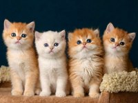 British shorthair golden ve longhair yavrular