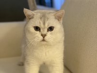 British Silver Baba Ve British Anneden Saf Irk Bebek