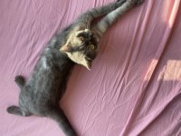 British Shorthair Dişi Kedimiz