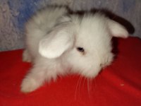 Teddy Lop Tavşan Yavrular Sütten Kesilmiştir