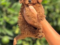 Erkek ve dişi toy poodle yavrular