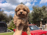 Kore Maltipoo Kilo Garantili