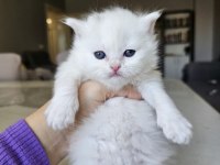 British Shorthair Bebekleri