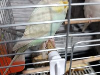 Çok Uyguna Verilecek Muhabbet Kuşlar