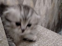 2 Adet Scottish Fold Dişi Yavrumuz