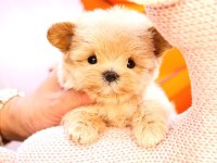 Maltipoo Cinsi Bebeklerim