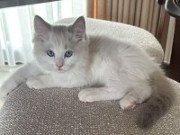 Güzeller güzeli ragdoll