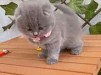 2.5 Aylık Dişi Scottish Fold Ayıcık Suratlı