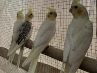 Ele Alıştırmalık Sultan Papağanı Bebekler