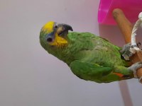 Amazon Papağanımız 7 Aylık