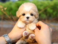 Kore Maltipoo Bebeklerim