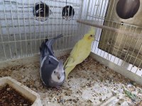 Tek veya çift sultan papağanları