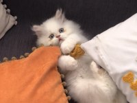 Erkek persian bebeğimiz yuva arıyor