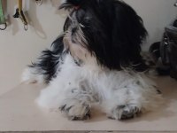 Yavru Shih Tzu