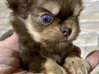 Çok tatlı minik şivava (chihuahua)