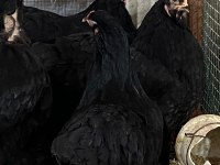 Black brahma kuluçkalık yumurta