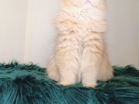 British Longhair By 11 Dişi 2 Yaşında