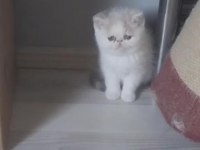 Exotic Shorthair Yavrular