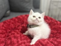Lekesiz White British Shorthair Bebekler