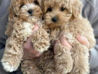 Aşk Bahçesi Maltipoo