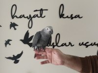 Evcil Jako Papağanı Ve Diğer Papağan Çeşitleri Mevcuttur