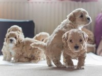 Ruhsatlı İşletmeden Mini Maltipoo Köpekler