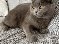British shorthair dişi uyguna bırakacağım