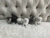 6 adet british shorthair blue point yavru