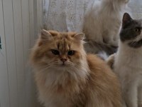 Ücretsiz Sahiplendirme Kediler