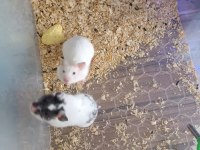 Ele alışık yavru verecek yaşa gelmiş 3 aylık hamsterler