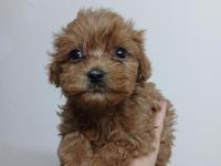 Irk Ve Sağlık Garantili Maltipoo Bebekler