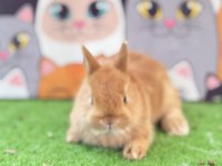 Cüce Tavşan Yavruları