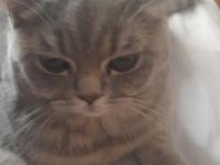 Dişi Kedi 4 Aylık Ücretli Verilecek