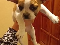 Erkek ve dişi french bulldog