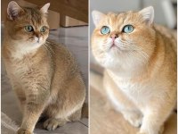 British longhair golden ny11 yavrular