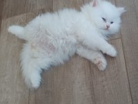 Safkan Cins Kedi Chinchilla