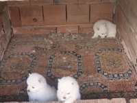 2 Aylık Erkek Spitz