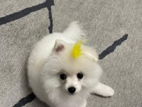 6 Aylık Dişi Pomeranian Yavru