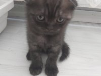 Scottish Fold Kedimiz İstanbul Tuzla