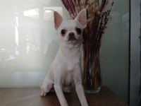 Beyaz Harika Anatomili Şivava