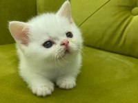 Scottish Straight 29 Nisan Doğumlu Erkek