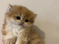 Safkan British Golden Longhair Shorthair Ny12 Yavrular