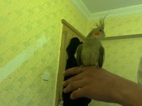 Çift Sultan Papağanı Gayet Sağlıklı