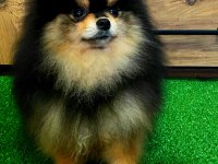 11 aylık teddy bear erkek pomeranian