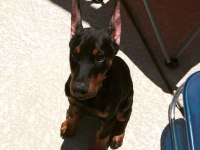 Sağlık Ve Irk Garantili Doberman