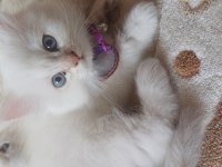 British 2 Aylık Maviş