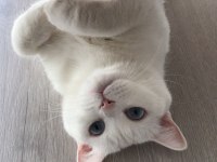 British Kedimiz Lilamız Yeni Yuvasını Arıyor