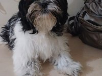 Yavru Shih Tzu