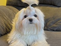 Şecereli Kore Kan Maltese Yavruları